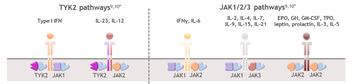 TYK2 pathways vs JAK1/2/3 pathway graphic