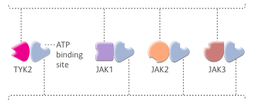 TYK2 vs JAK protein graphic